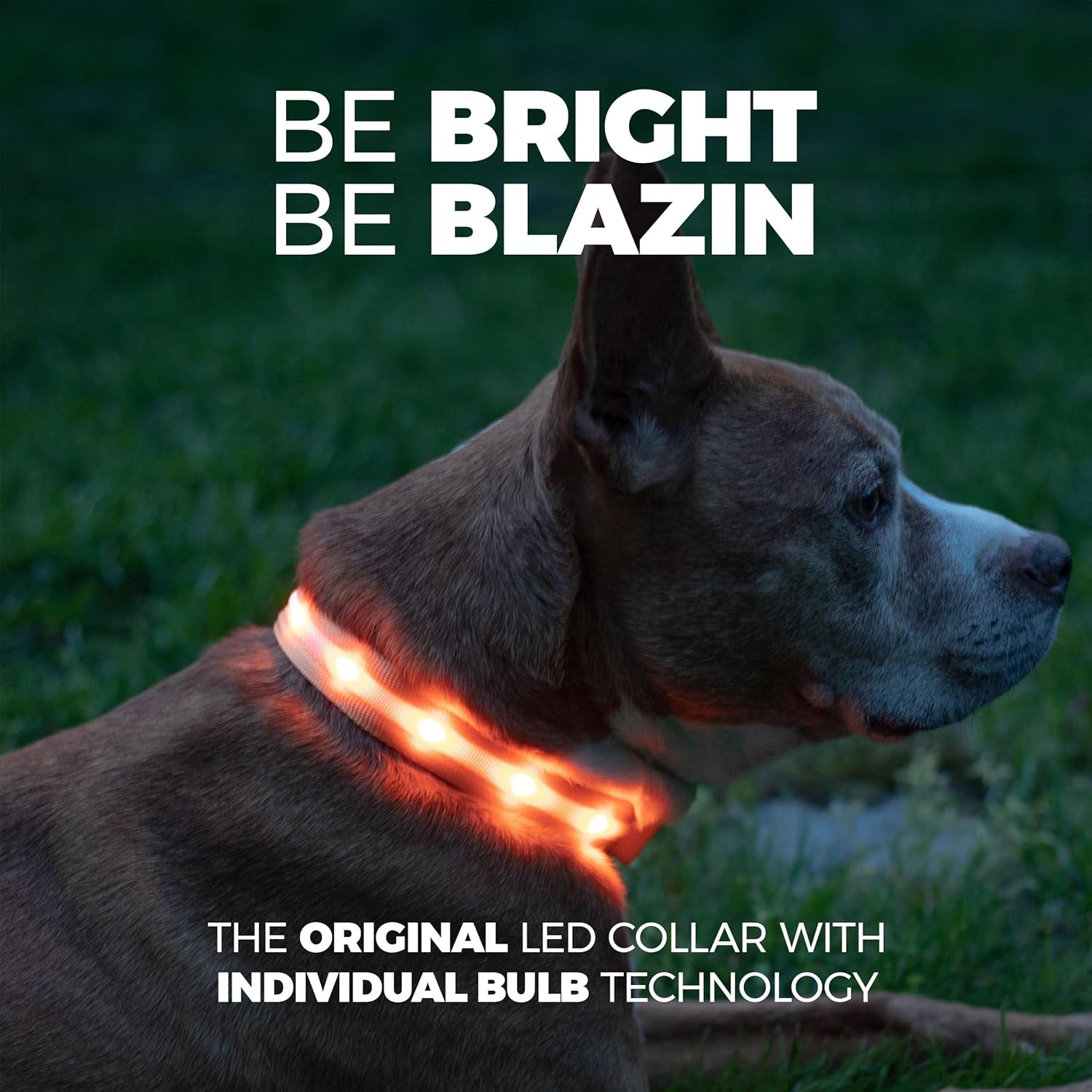 Light up Dog Collar - the Original LED Dog Collar - USB Rechargeable - Waterproof - 1,000 Feet of Visibility - Dog Collar Light for Small, Medium, Large Dogs - US Brand